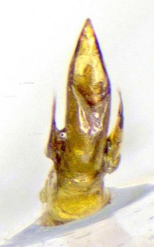 Trechus distinctus